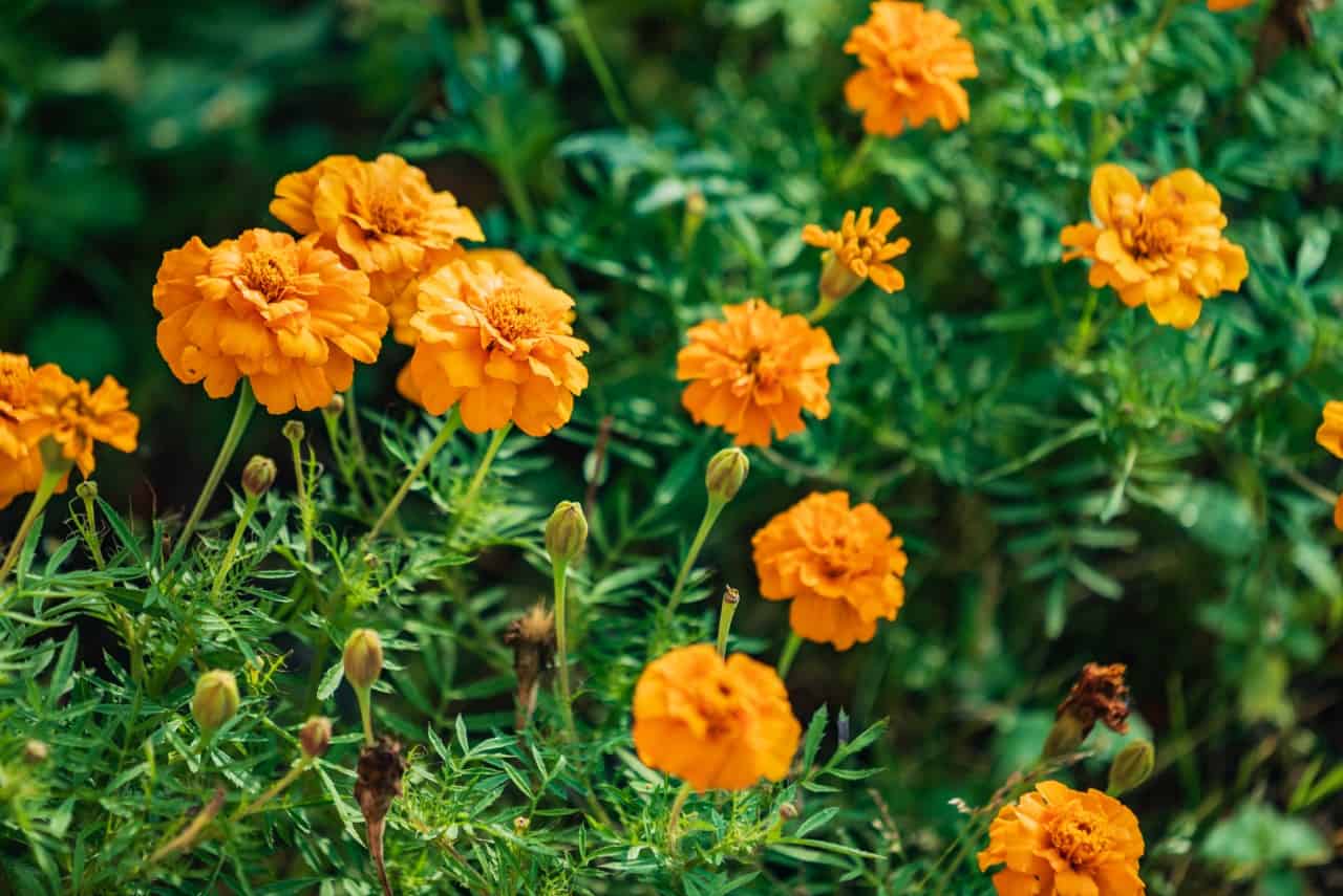 marigolds are easy to grow and are deer-resistant