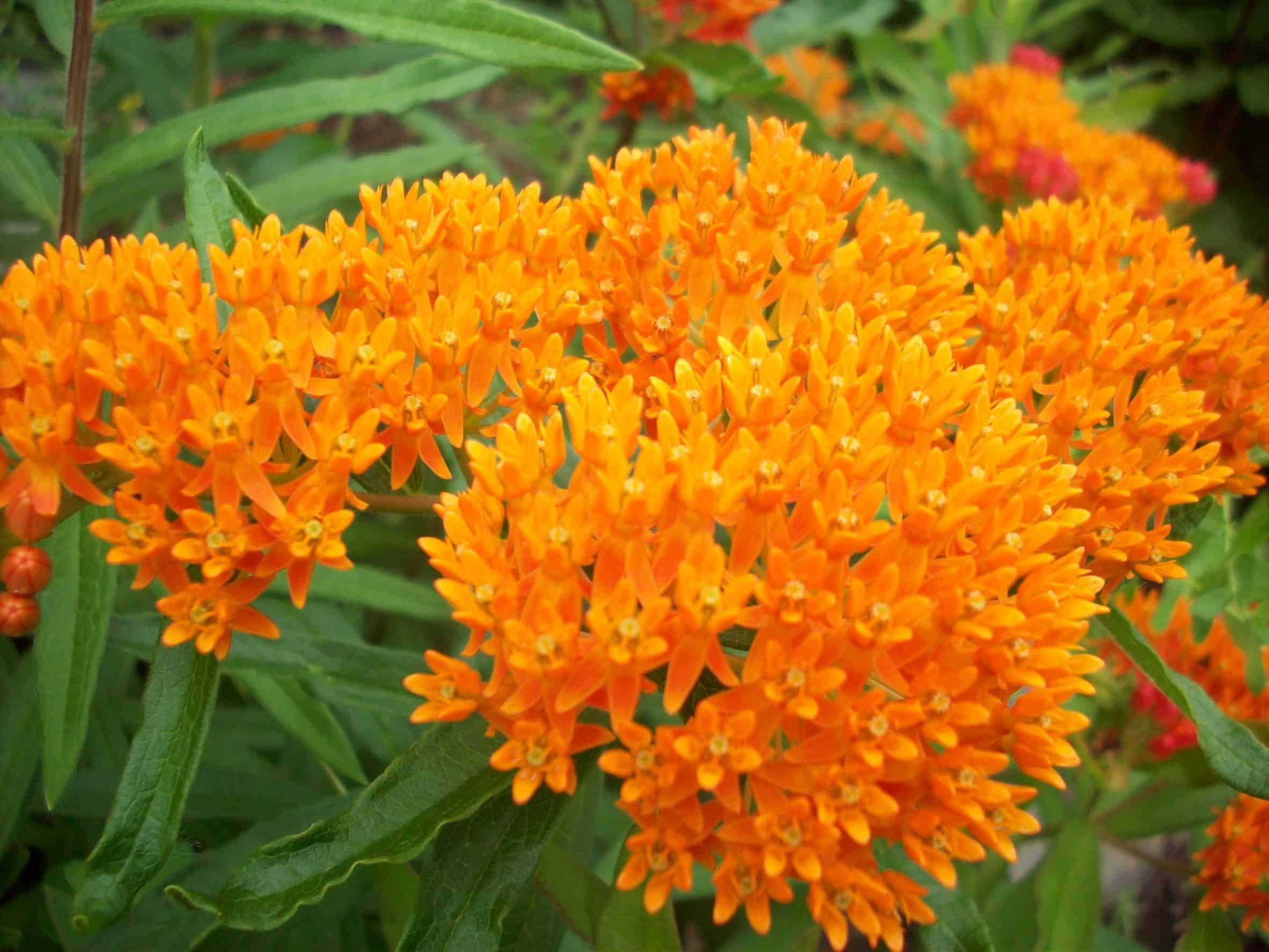 the amazing milkweed is a magnet for bees and monarch butterflies