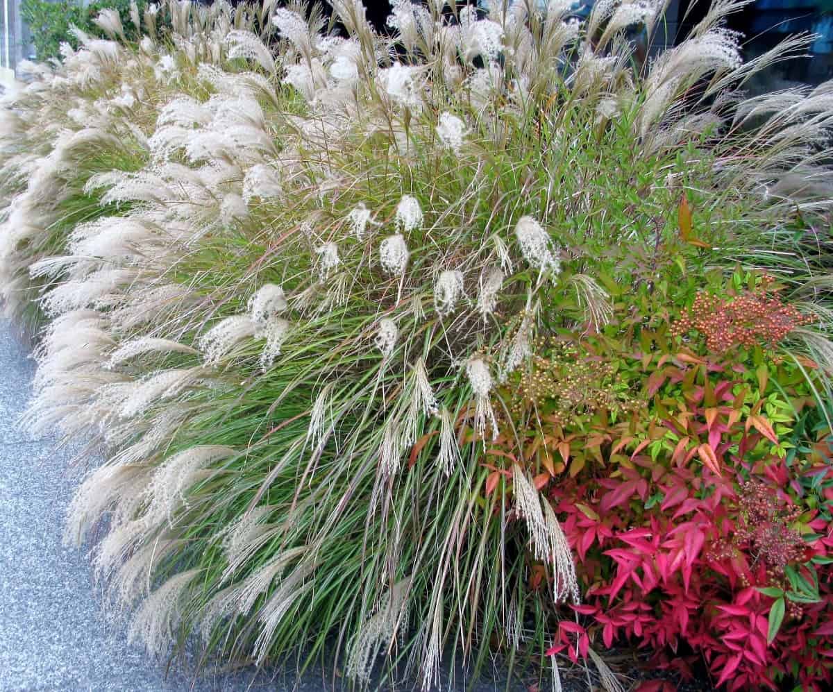 miscanthus is a beautiful ornamental grass