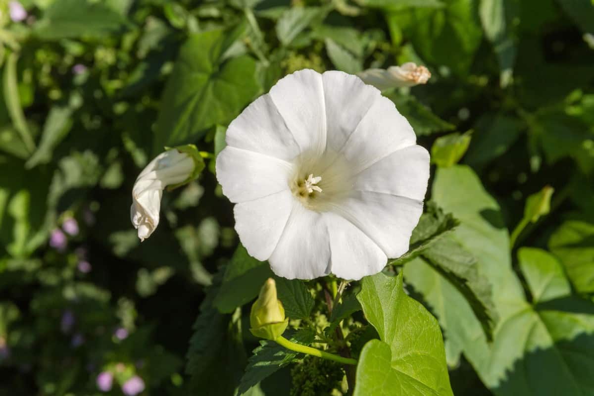 the moonflower is a night-blooming climbing plant