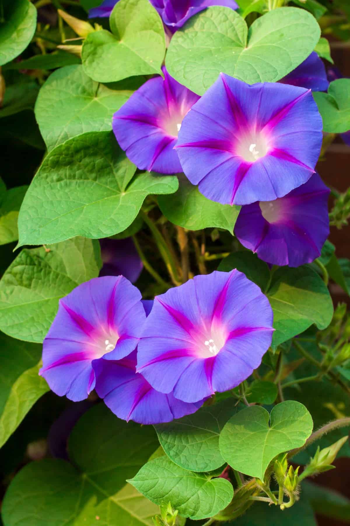 morning glory flowers open in the morning and die by the same night