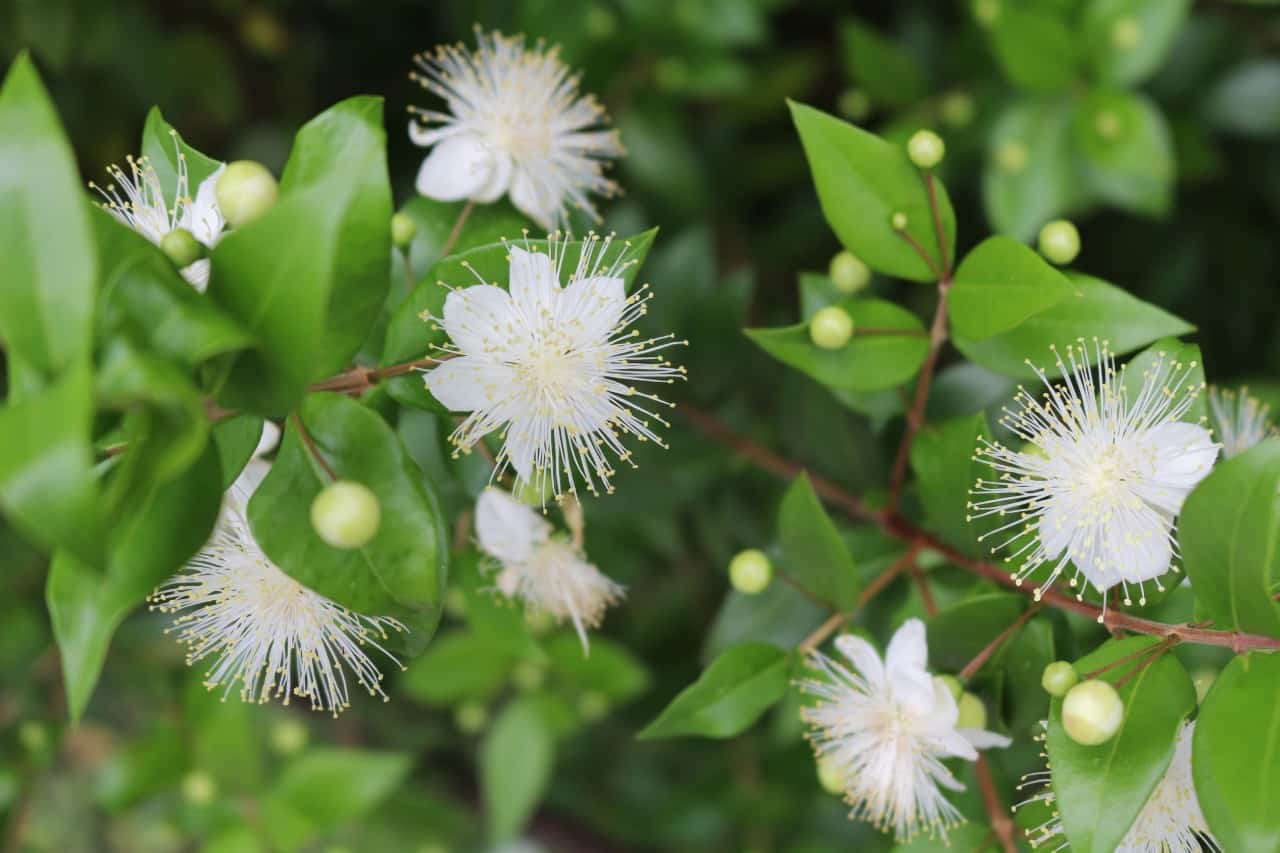 the myrtle is an evergreen with berries and pretty flowers