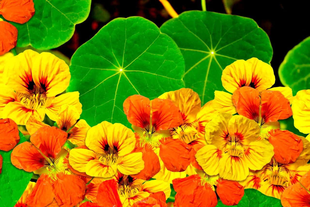 nasturtium is a fast growing flower