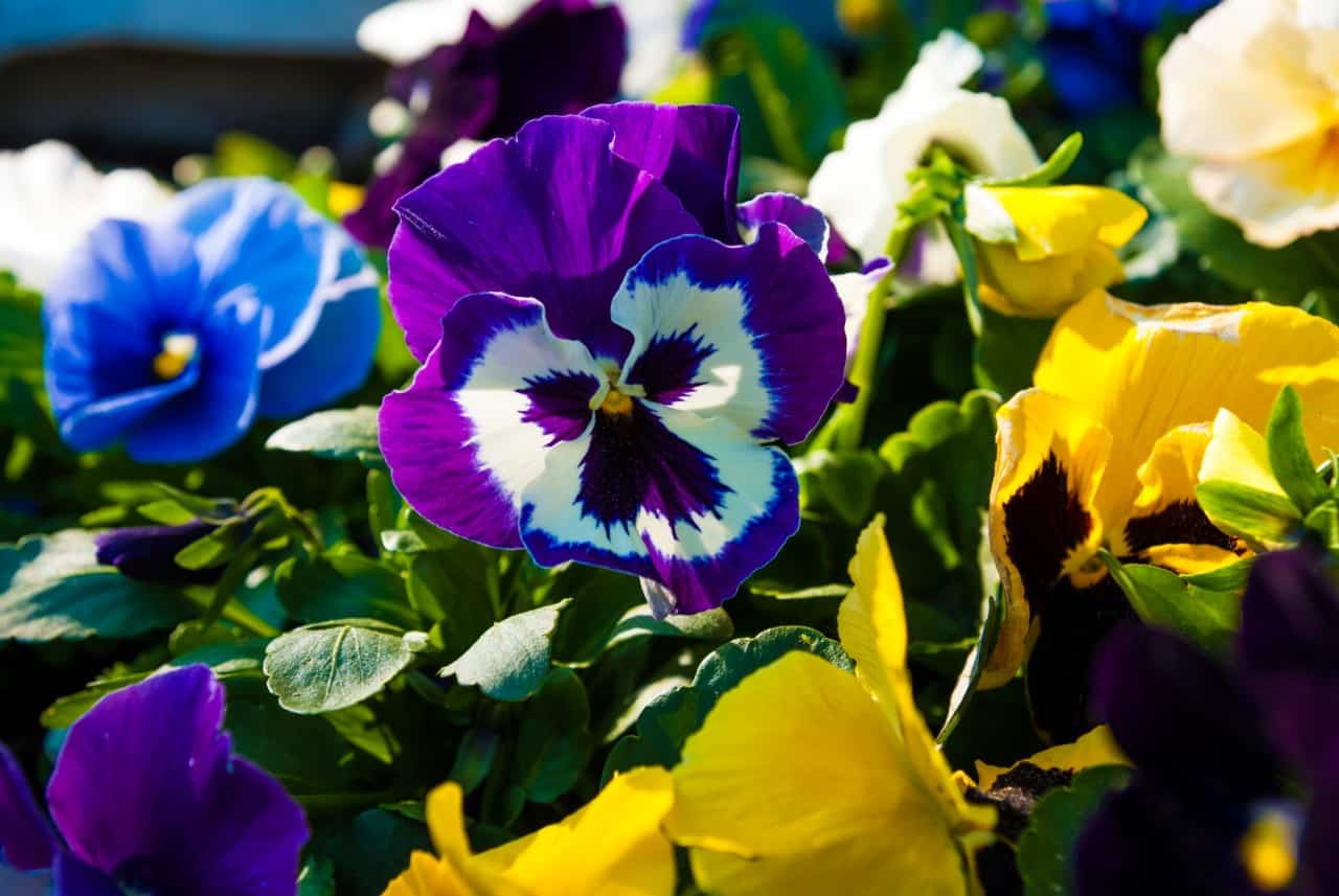 pansy flowers are easy to grow and maintain