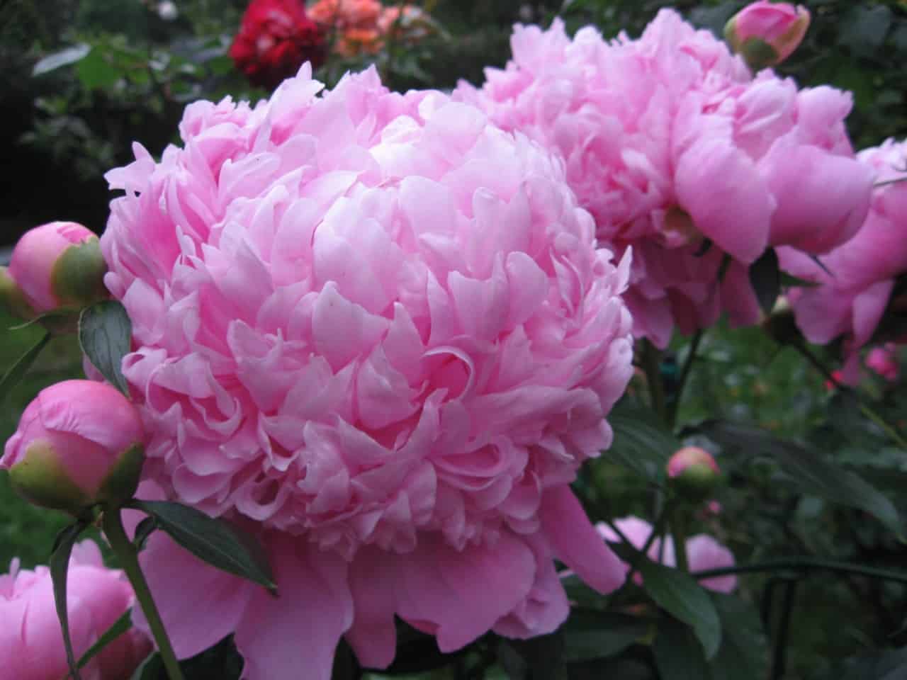 the peony is an amazing cut perennial