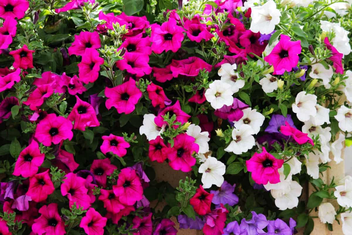 grow petunias outdoors or in a container inside