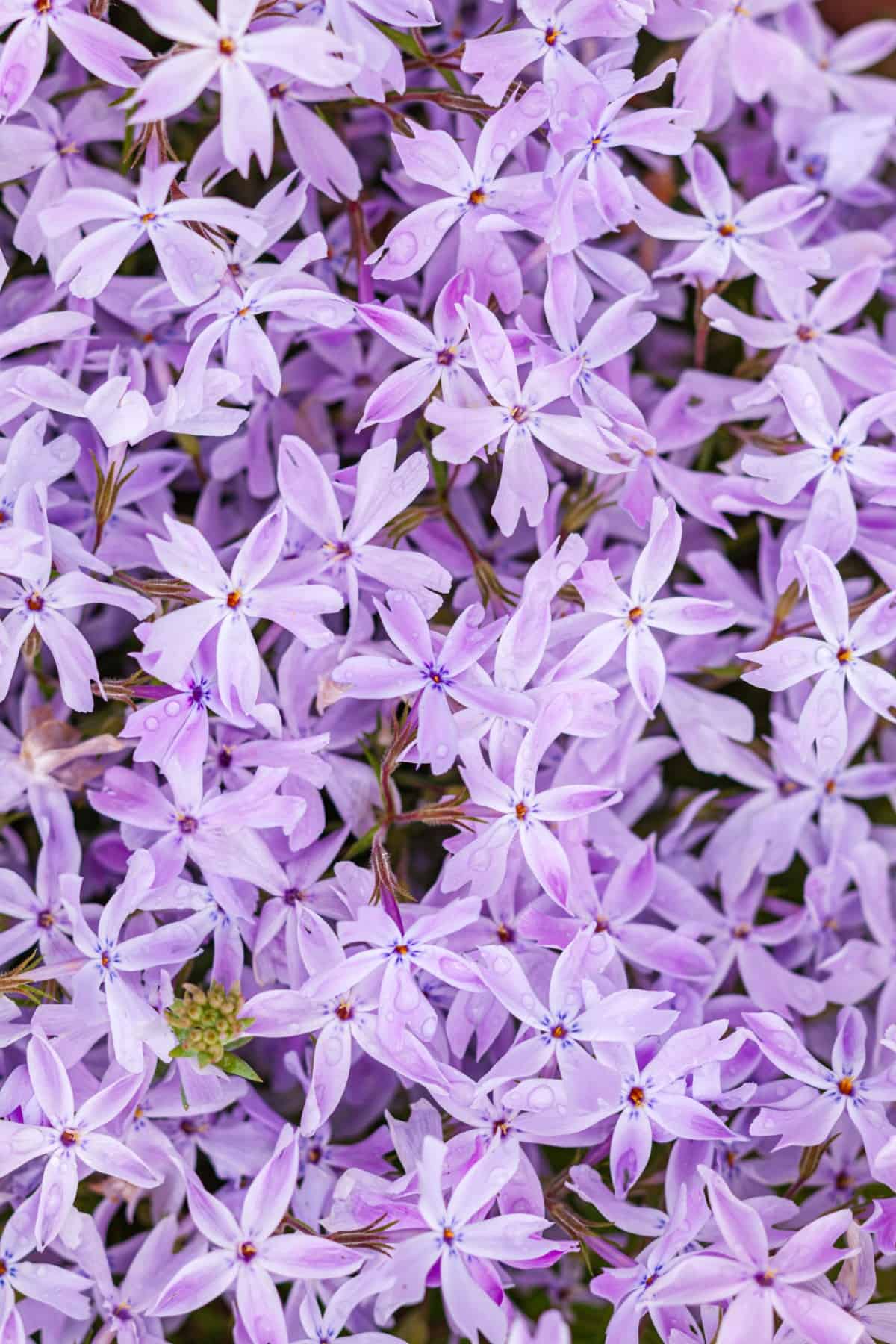 phlox is a beautiful low-maintenance flower