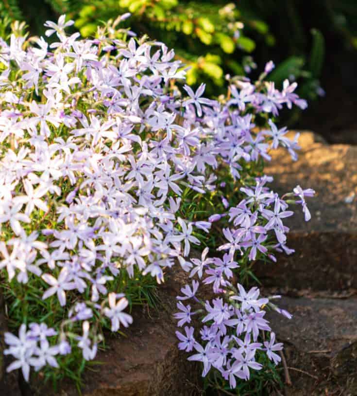 19 Amazing Perennials for Zone 6 for Season Long Beauty