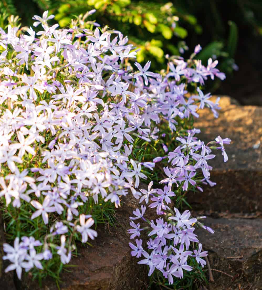 phlox makes a great border flower