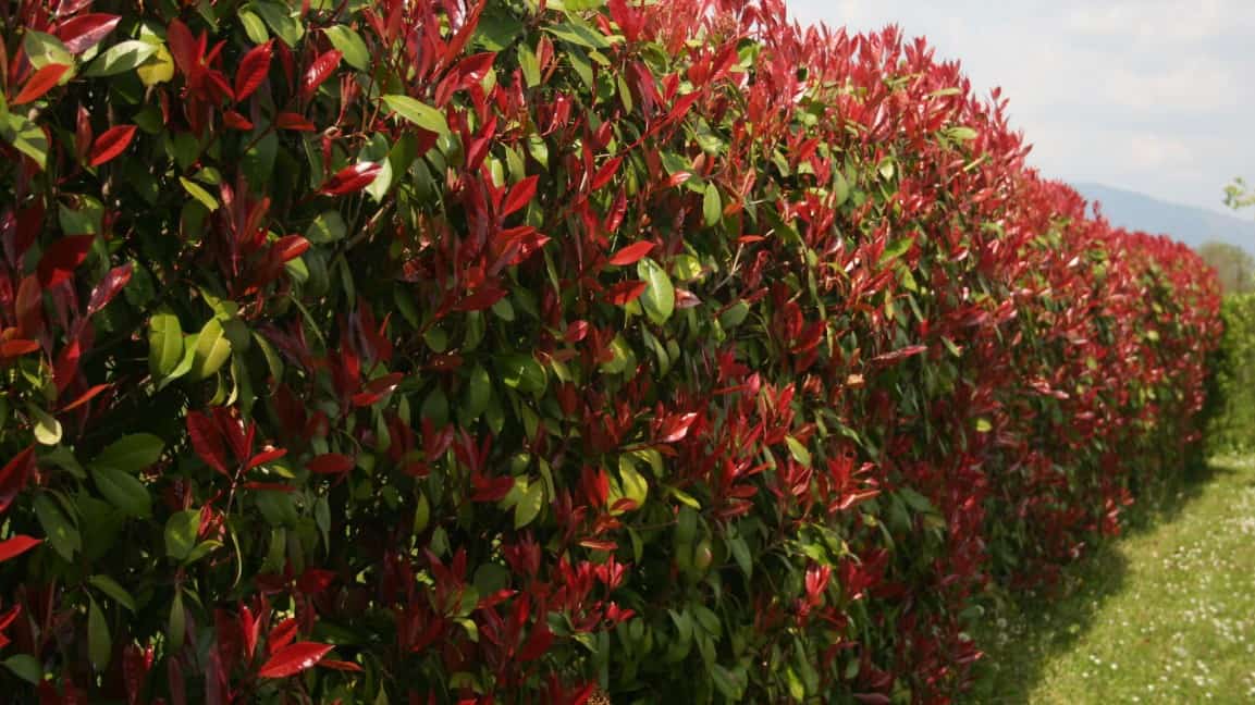 photinia is a fast growing evergreen plant