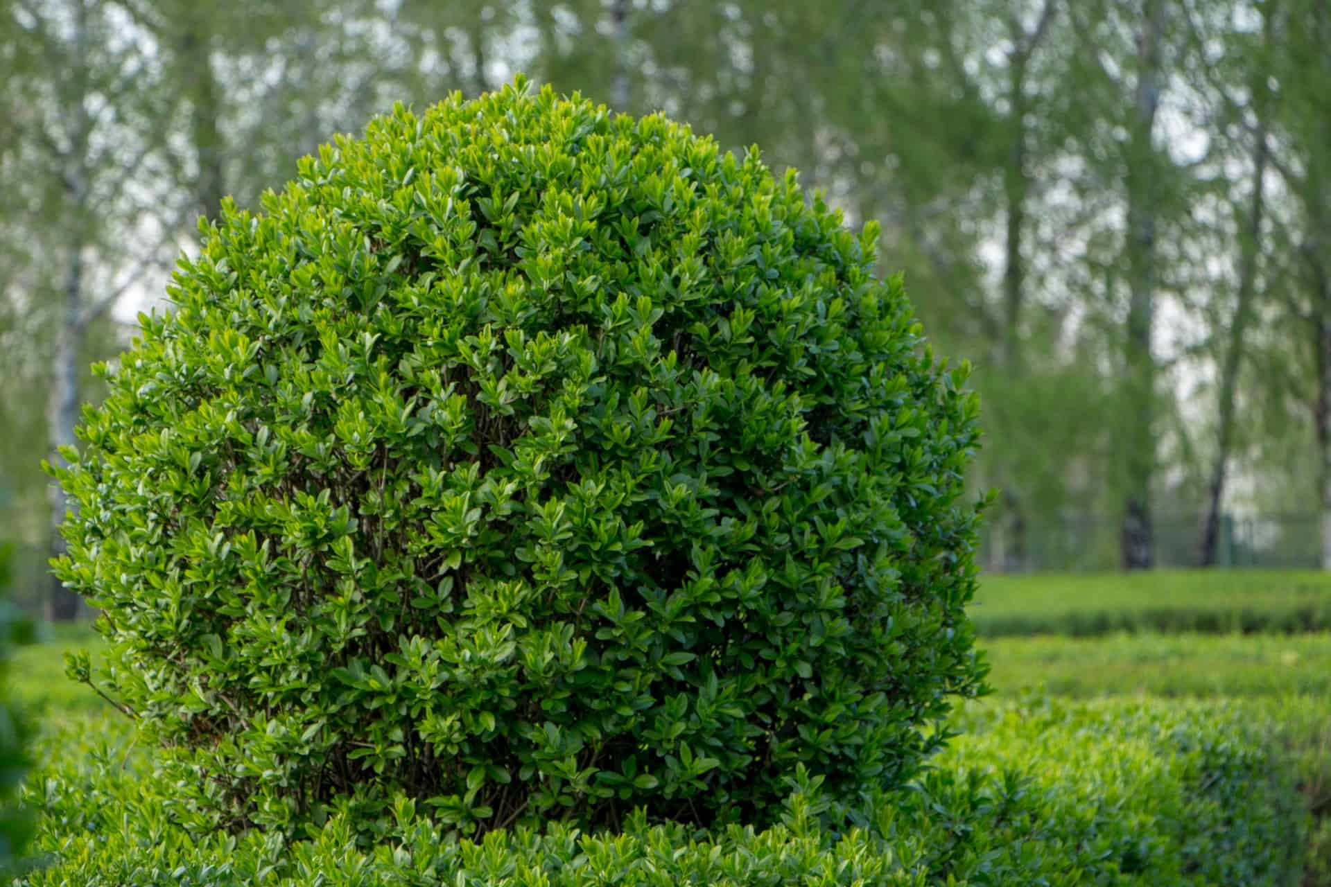 a privet hedge is an evergreen that keeps color all year