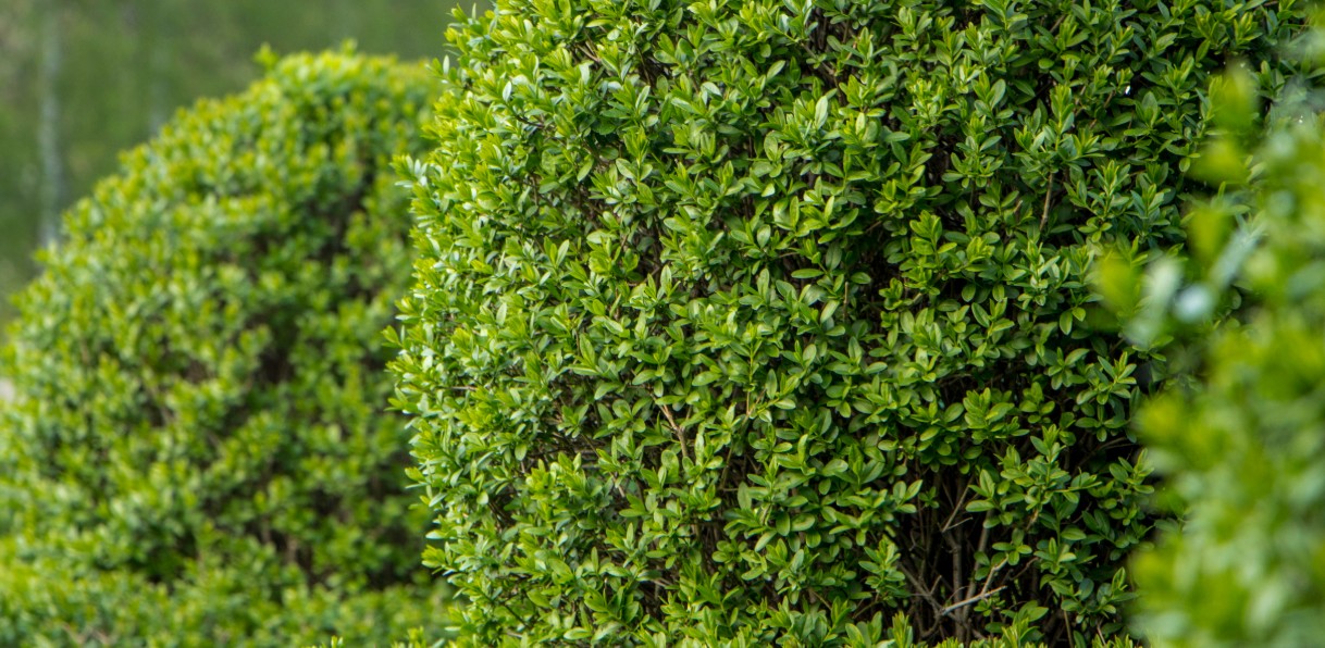 privet makes the perfect living fence that loves the sun