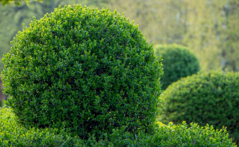 enjoy privet's lush foliage in your natural privacy fence