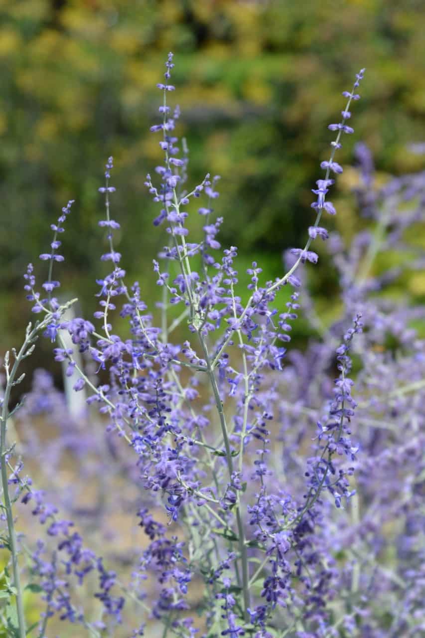 Russian sage attracts all types of birds