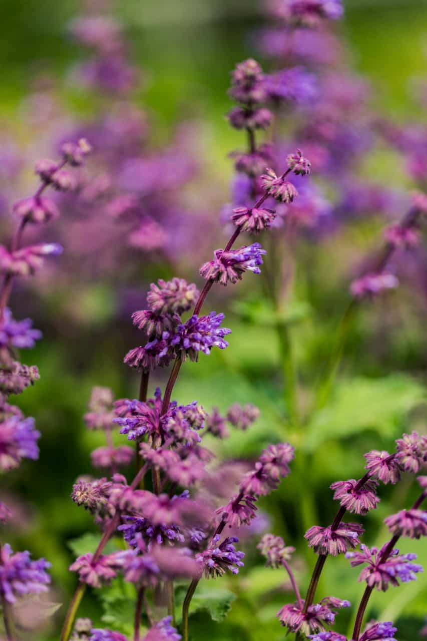 salvia is an herb with tall flower spikes