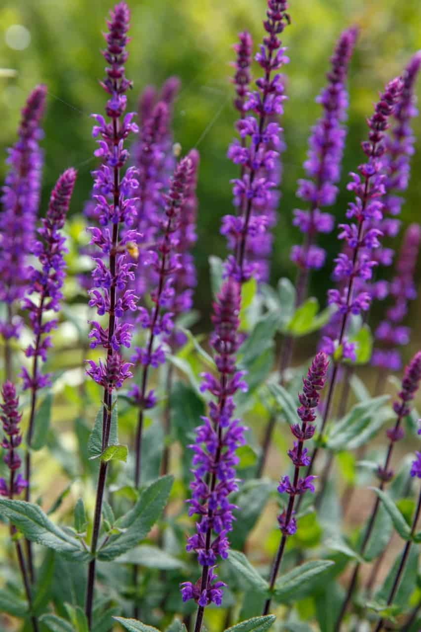 grow salvia plants in the window box for added fragrance