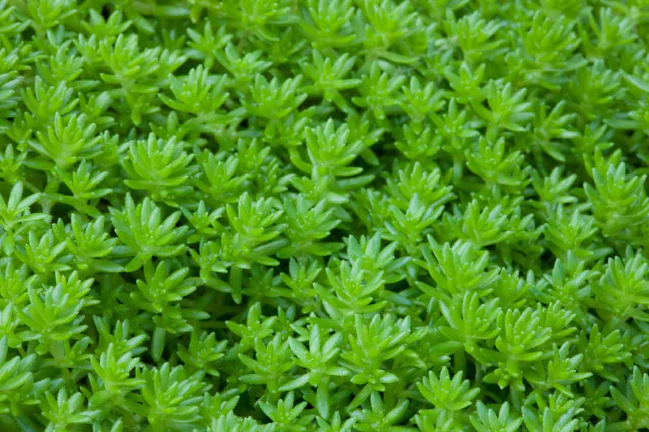 Sedum is low-maintenance and drought-tolerant