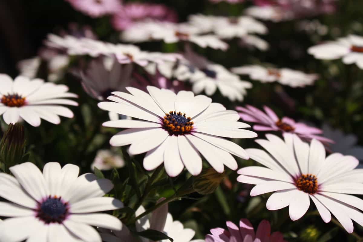 shasta daisy is a favorite long-blooming perennial