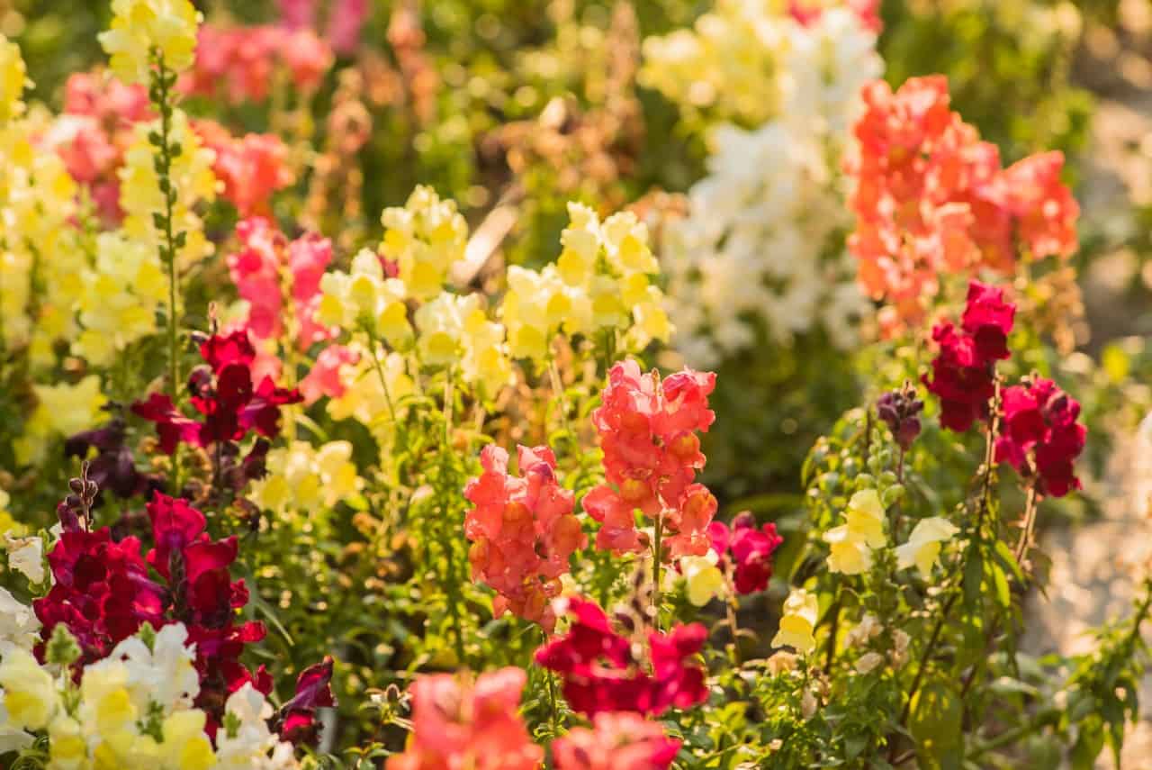 bees love cool-season snapdragon plants