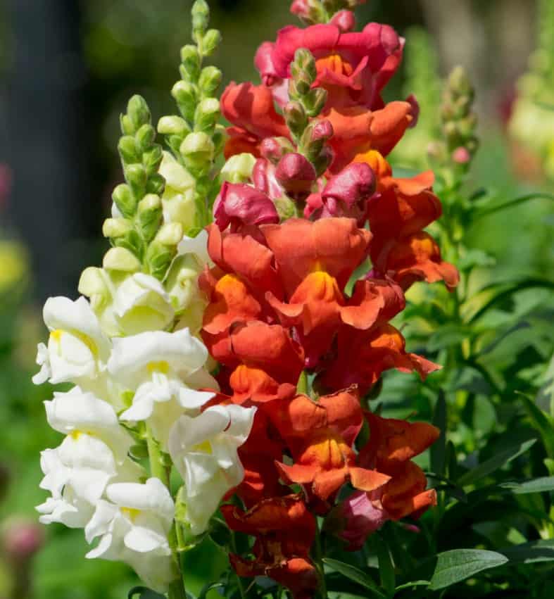 snapdragons in the window box attract hummingbirds