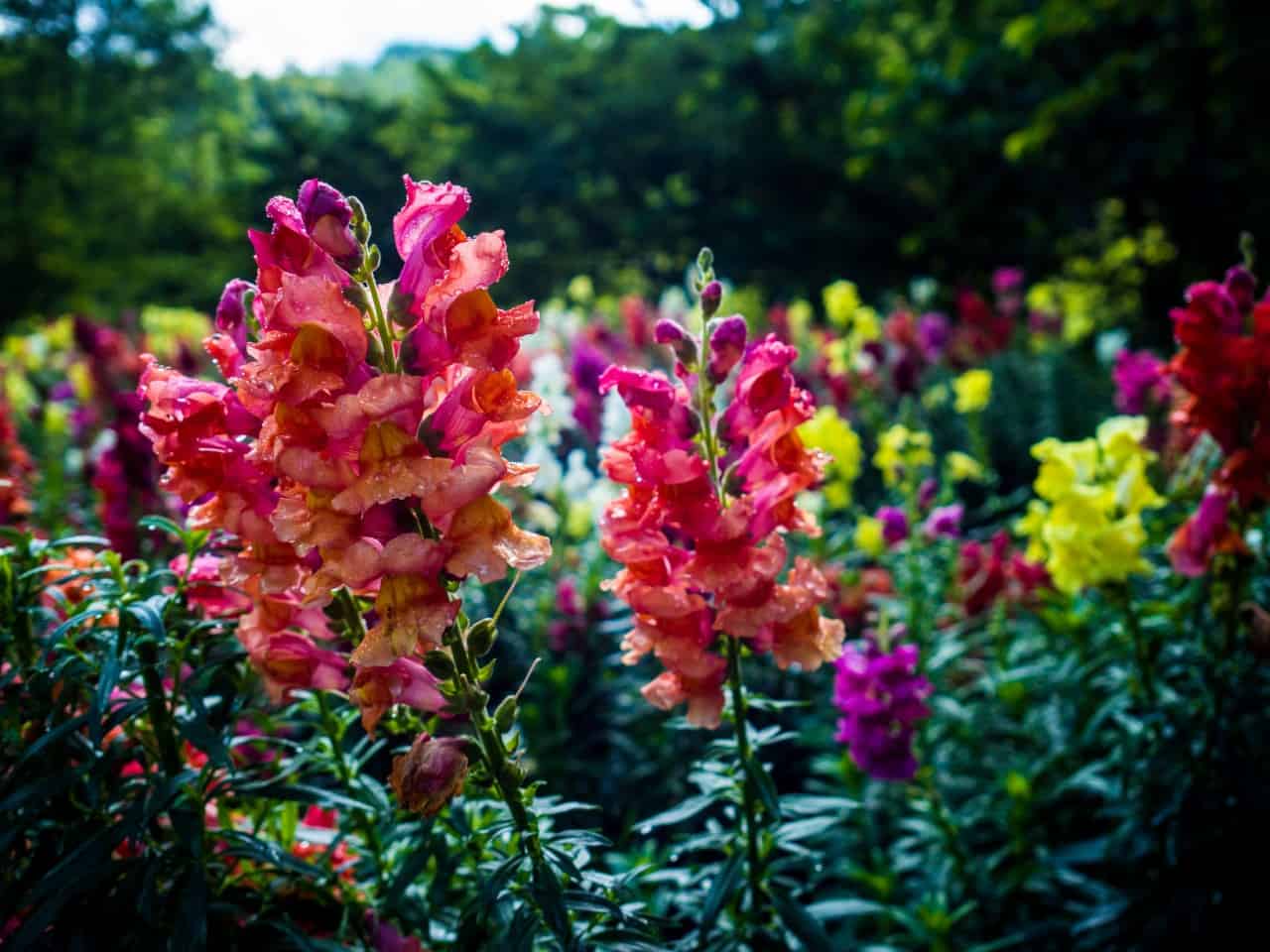 snapdragon flowers make great edging plants