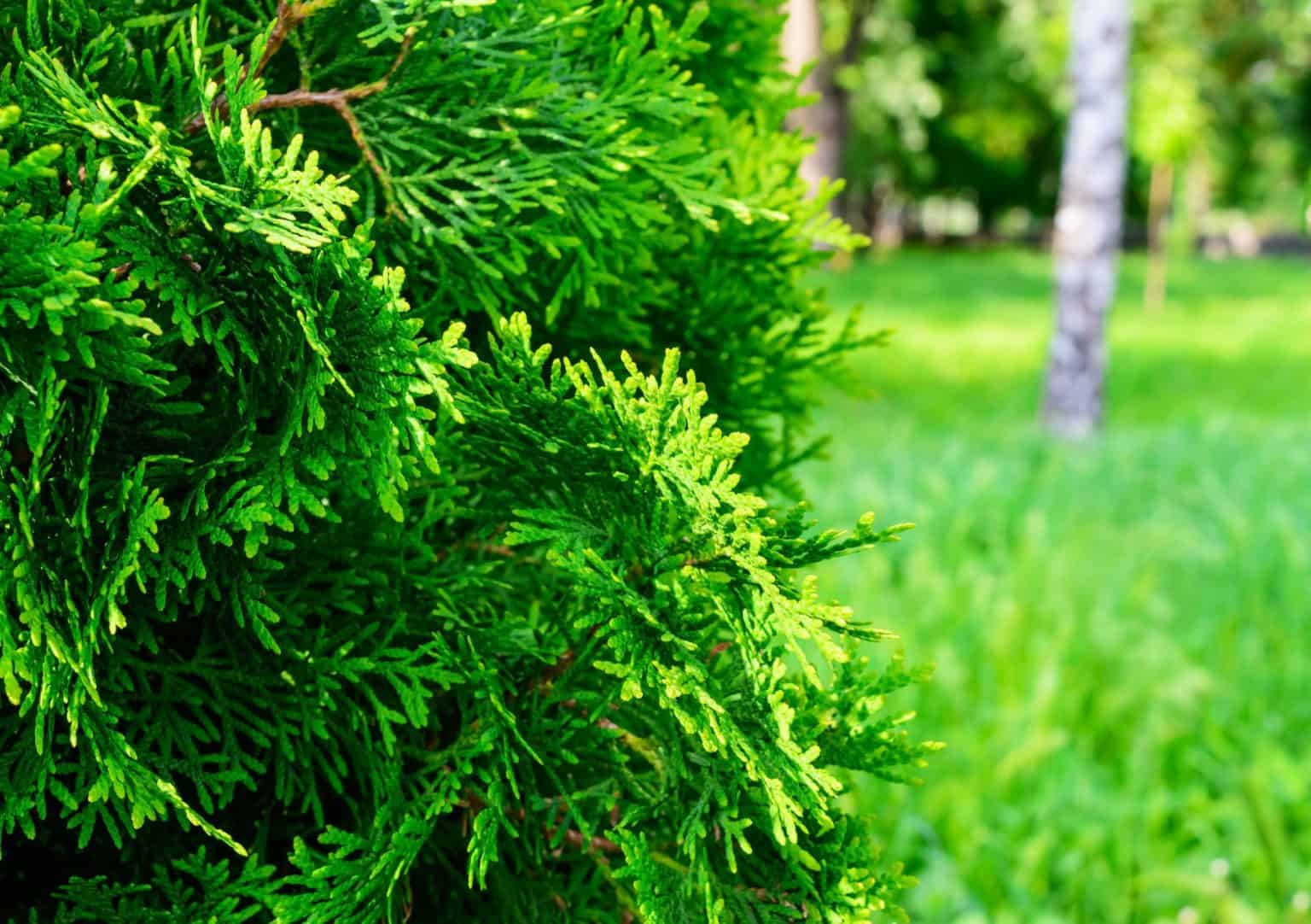 14 Incredible Evergreen Trees for Privacy