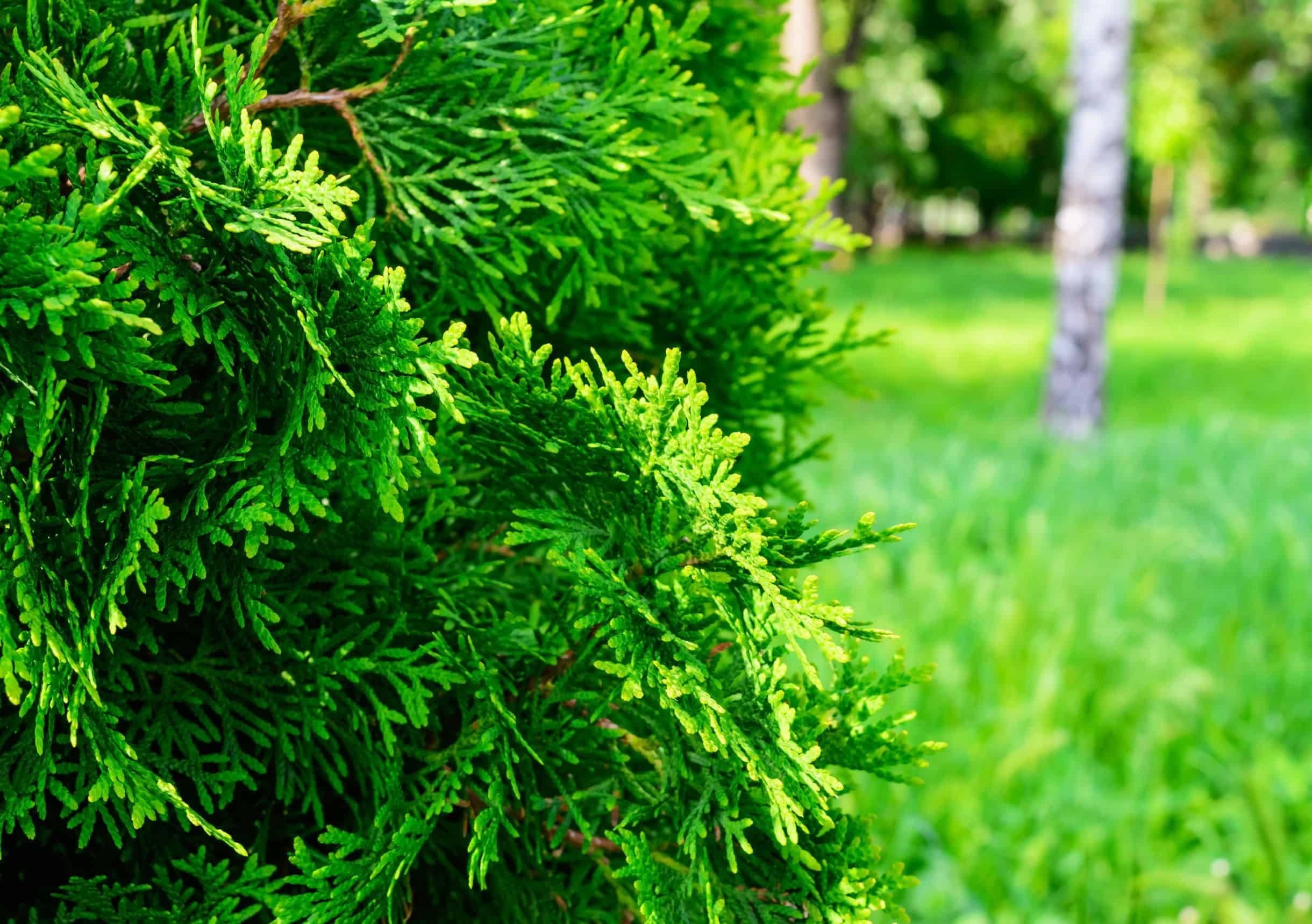 the spartan juniper is an amazing privacy tree