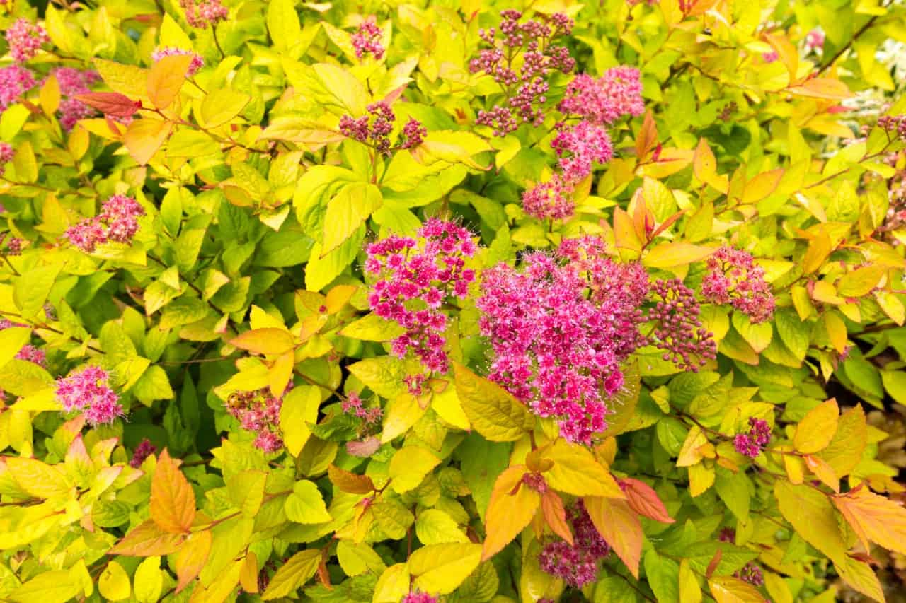 the spirea is a fast growing shrub for full sun