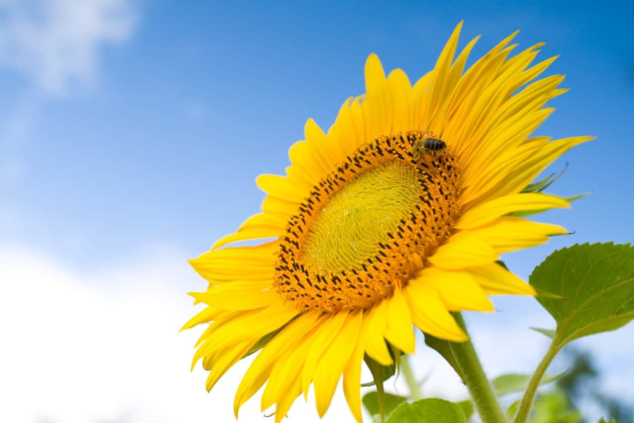 sunflowers are easy to grow and have edible seeds