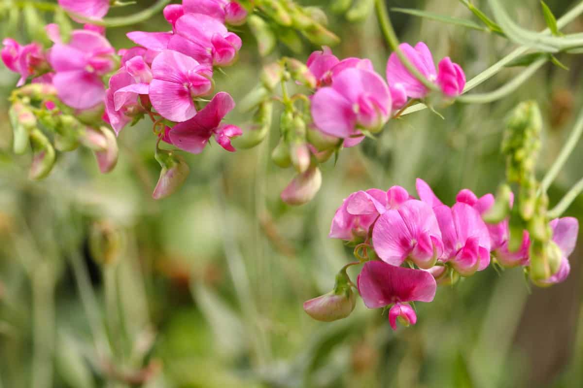 the sweet pea is easy to grow in full sun