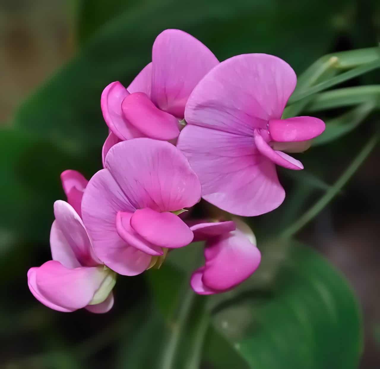 sweet pea smells delicious but it is toxic if ingested