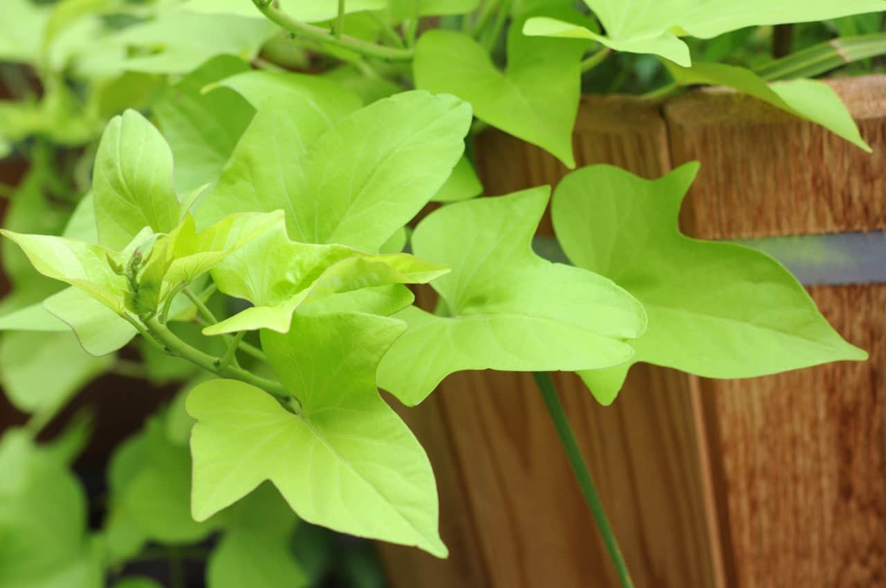 sweet potato vine is an excellent addition to a window box