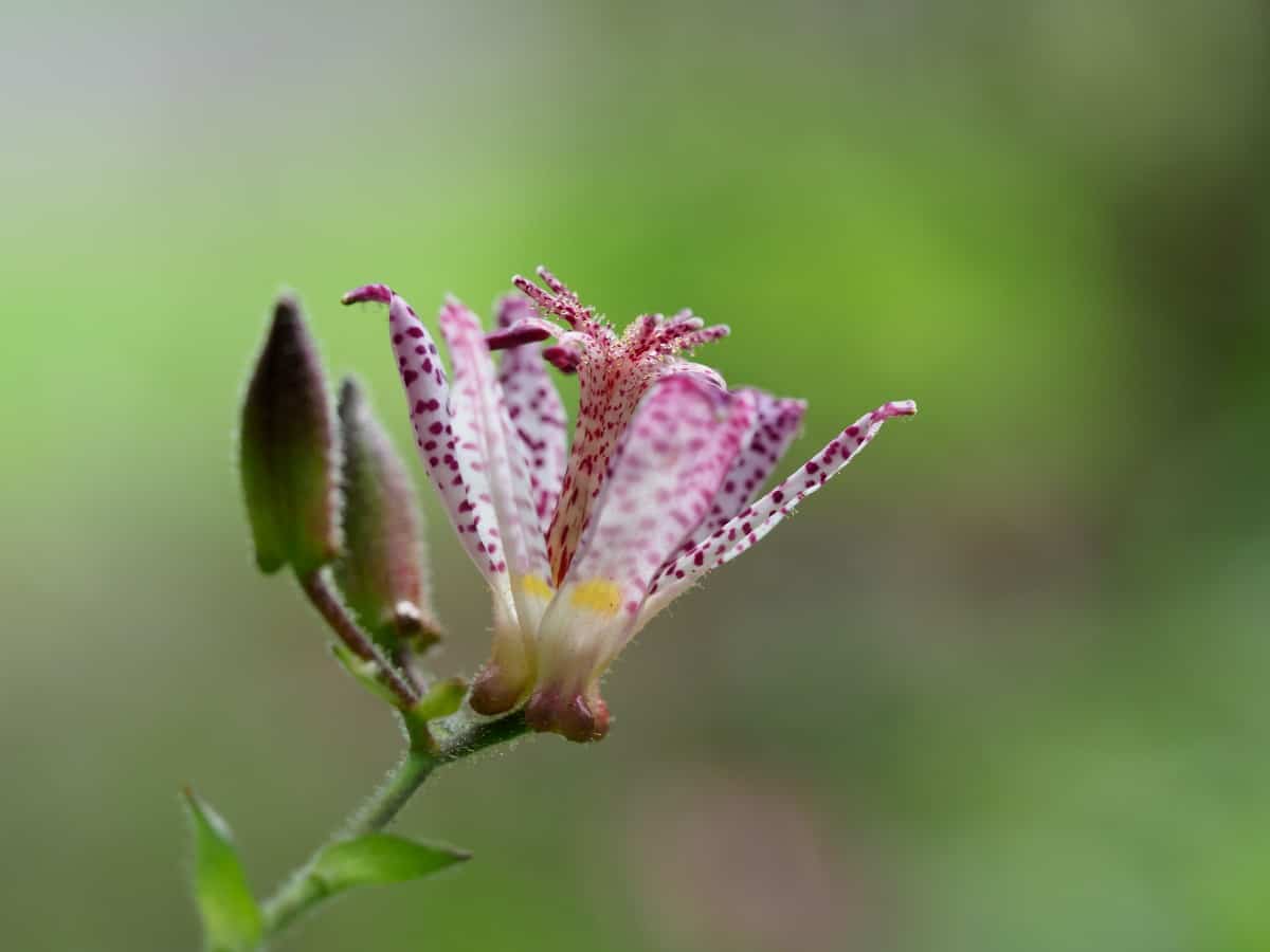 the toad lily makes an exotic cut flower