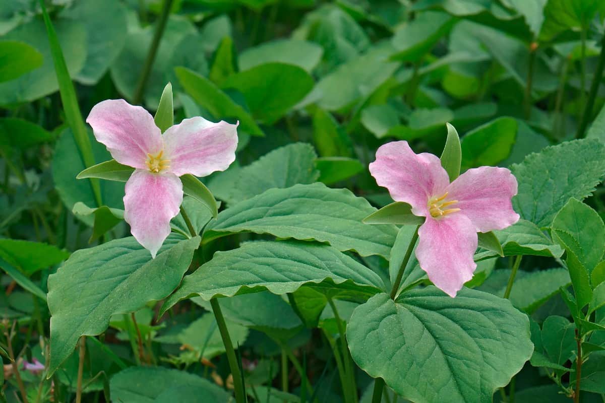 the easy-growing trillium comes in many colors