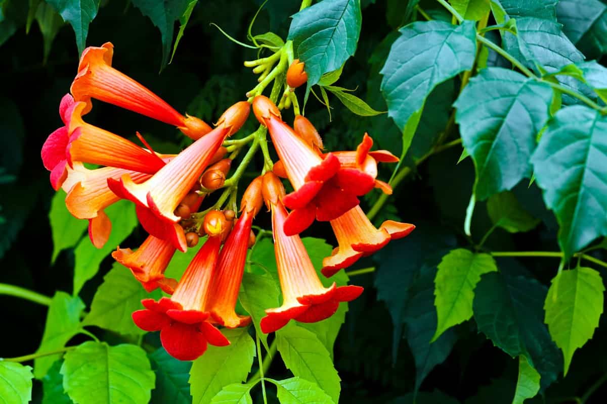 the trumpet vine is a perennial with tube-shaped flowers