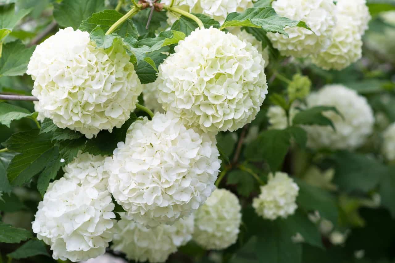 you have many options for planting viburnum