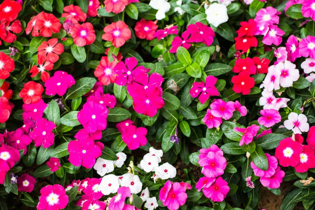 vinca is one of the most colorful plants for a window box or garden