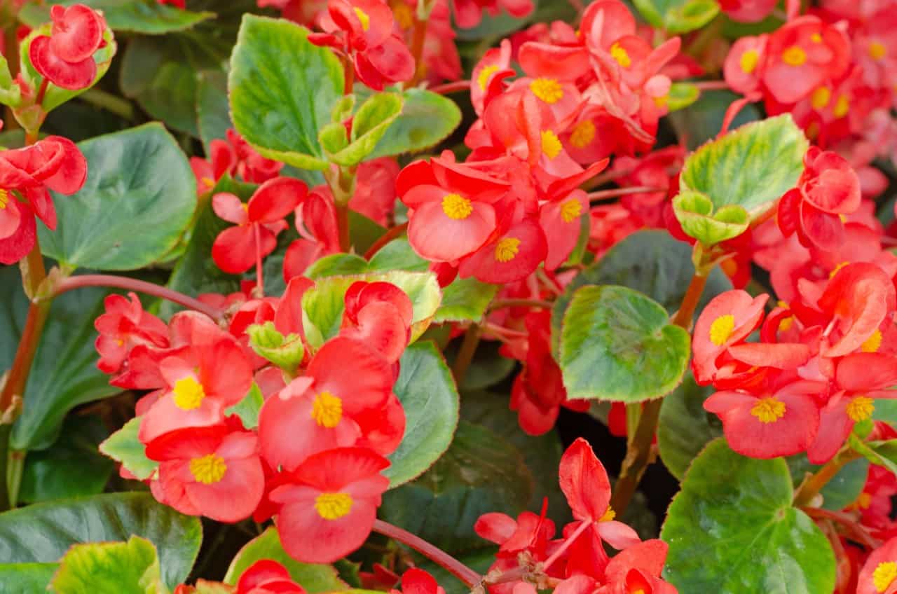 the wax begonia is noted for its pretty waxy flowers
