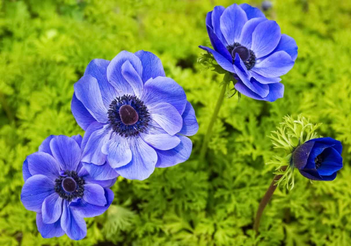 the windflower or anemone is a long-stemmed perennial