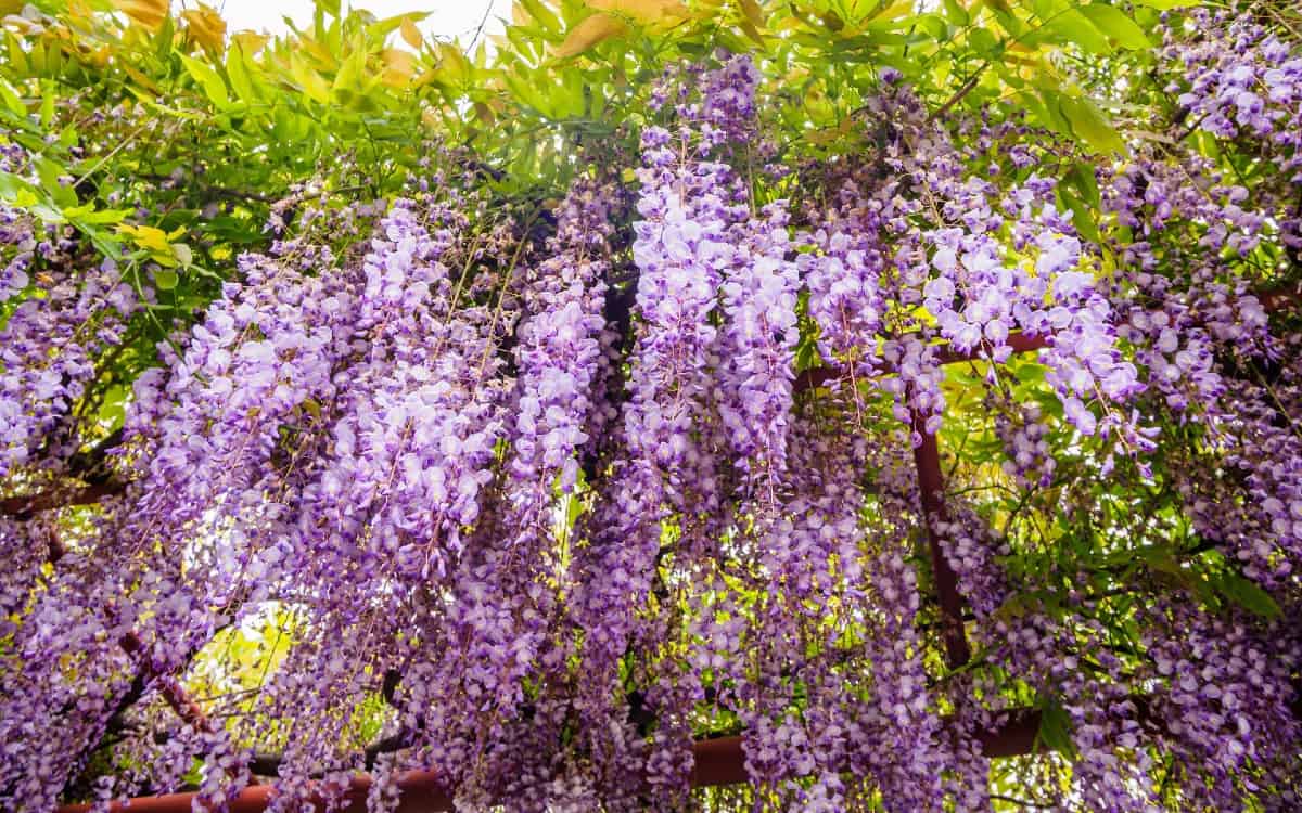 wisteria is a woody perennial