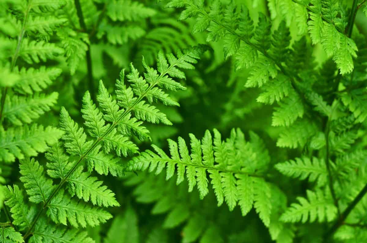 wood ferns are excellent plants to fill empty shady areas