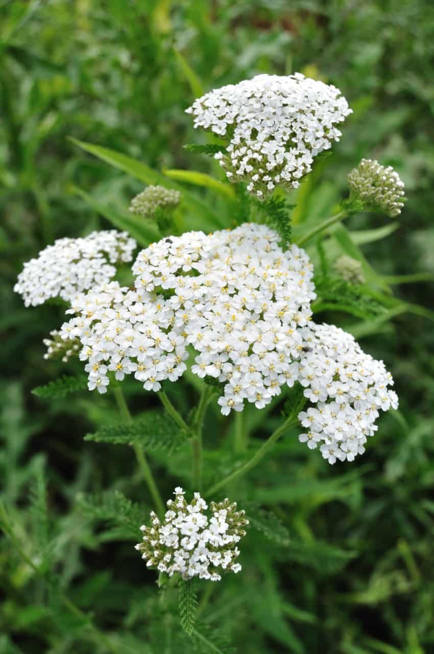 yarrow makes excellent ground cover