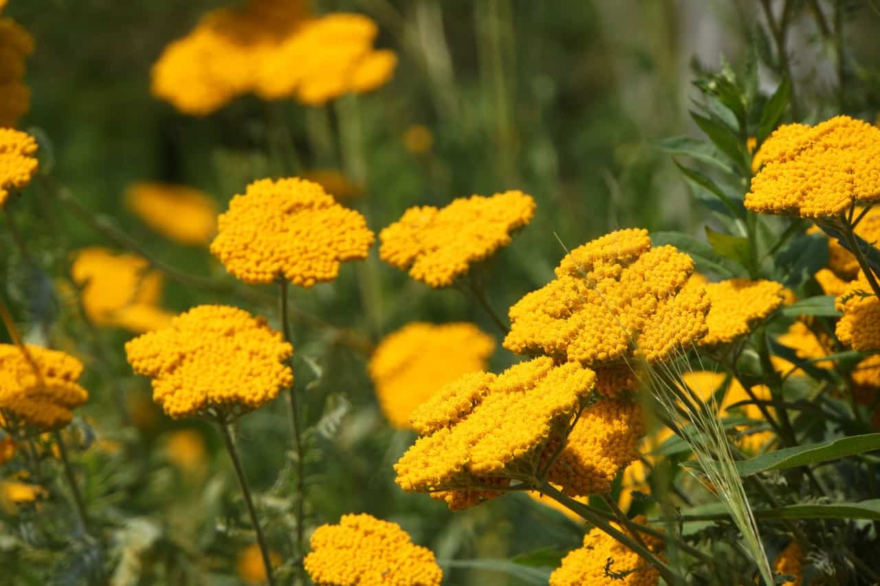 yarrow is a classic garden perennial plant