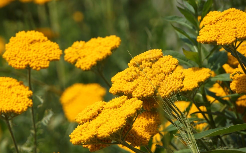 Yarrow is a classic wildflower