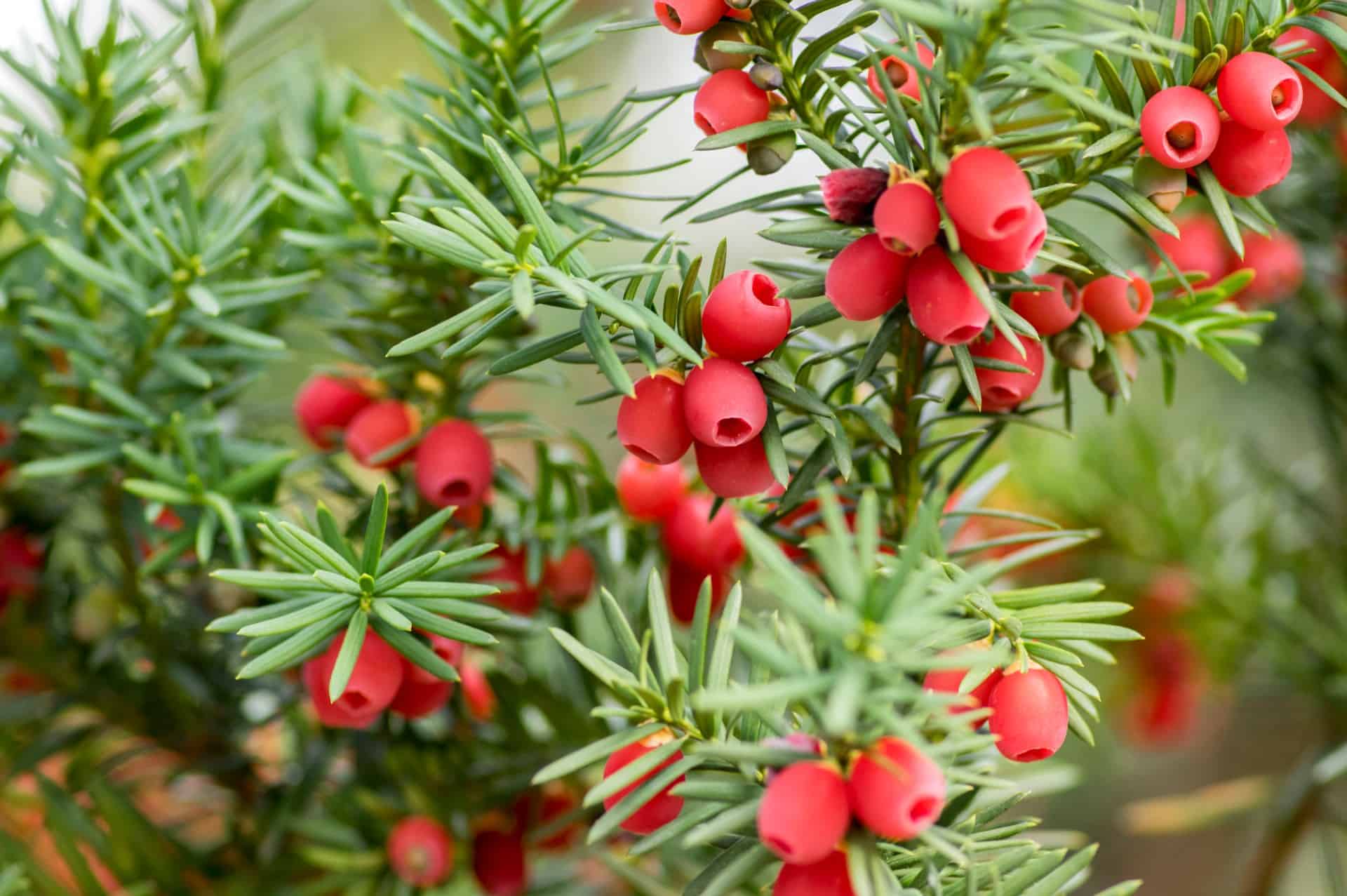 yew is a extremely long-lived tree