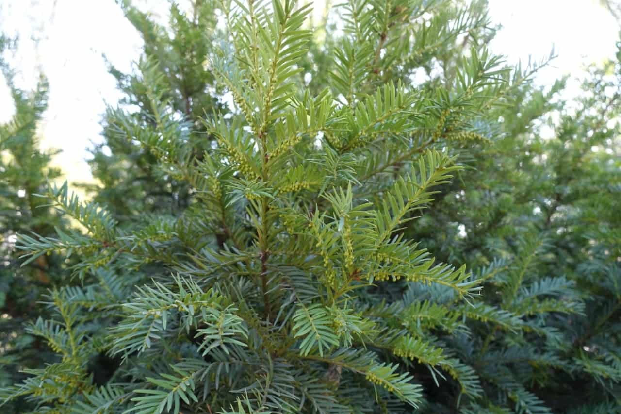 the yew is a long-lived plant with berries birds love