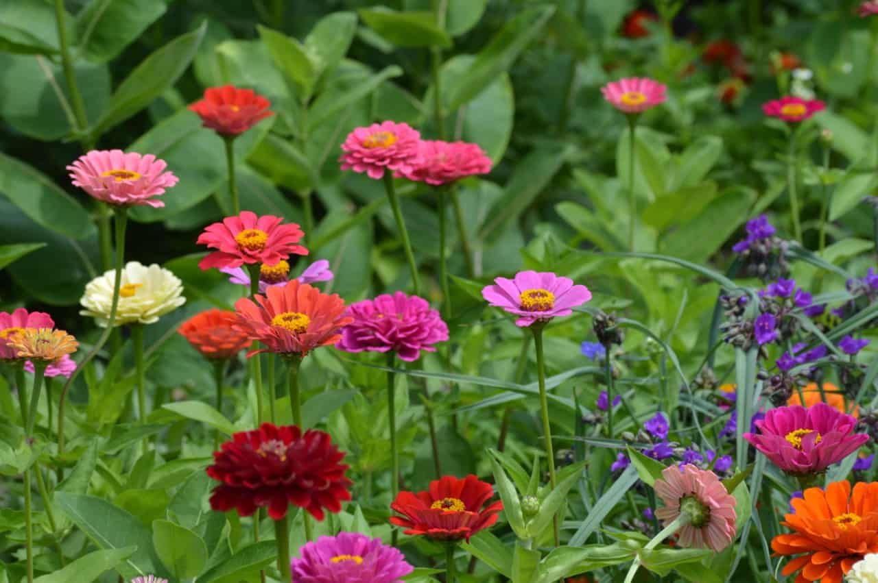 zinnias are easy to grow flowering plants