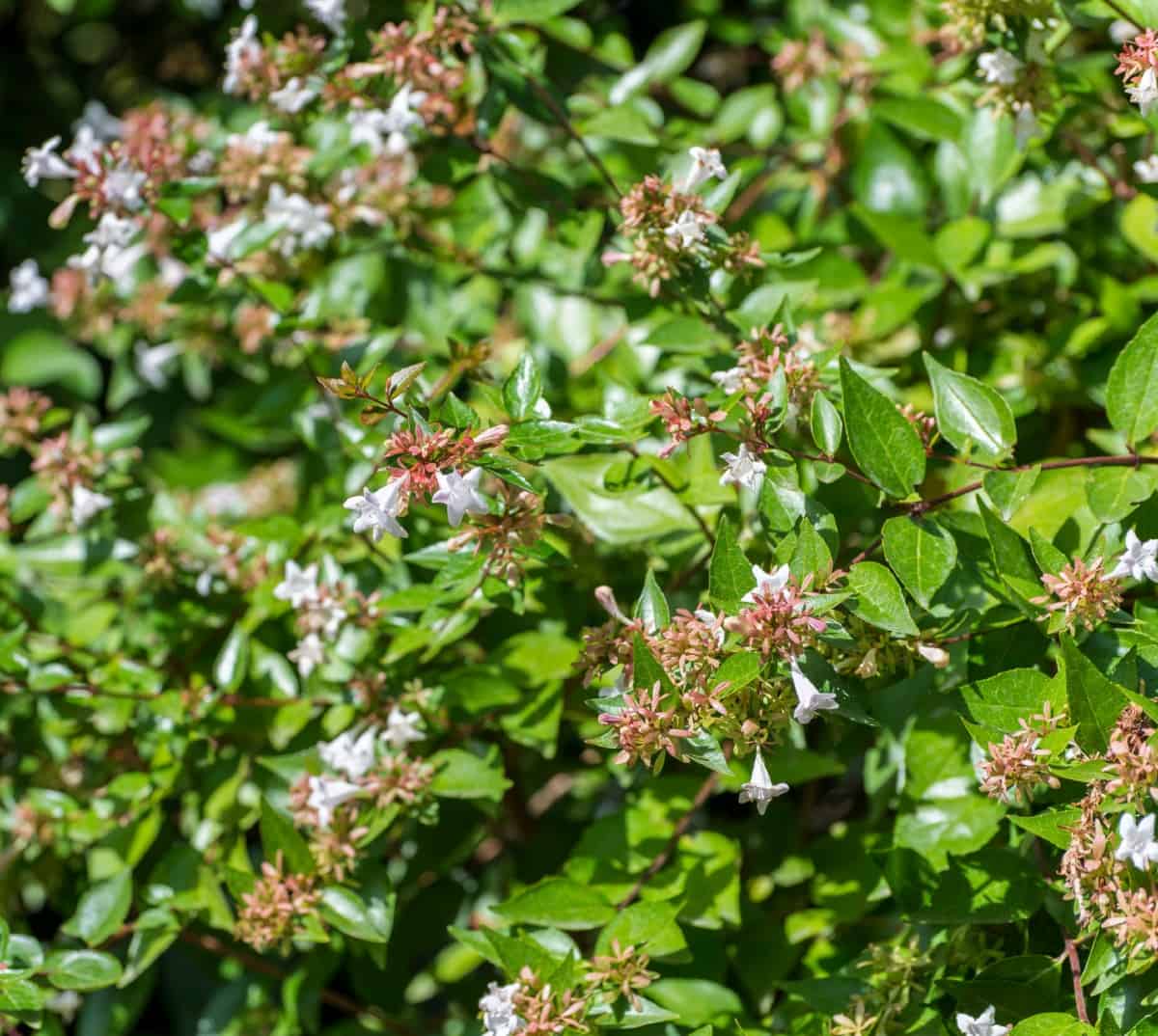 the abelia is a beautifully arching bush