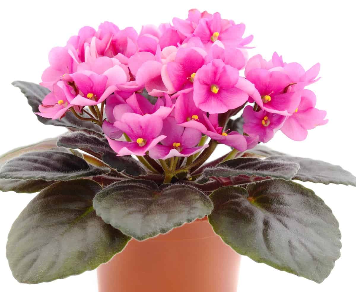 African violets are easy to grow as long as they have well-draining soil