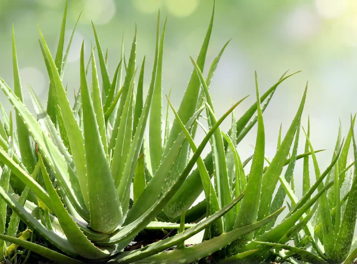 snip off a piece of an aloe vera leaf and rub the gel on a cut or burn for instant relief